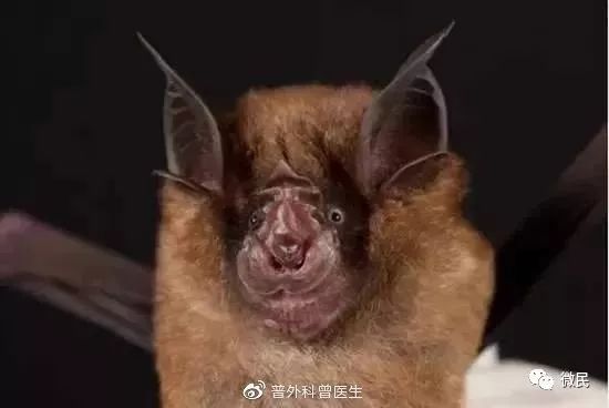 黑龍江牛只遭不明動(dòng)物襲擊，滿(mǎn)地血跡引發(fā)關(guān)注