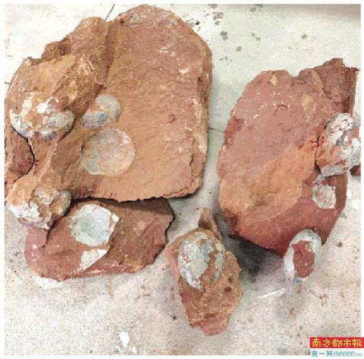 廣東游客意外發(fā)現(xiàn)一窩六枚恐龍蛋化石