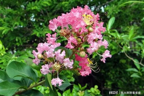 今日運(yùn)勢紫薇運(yùn)勢星座