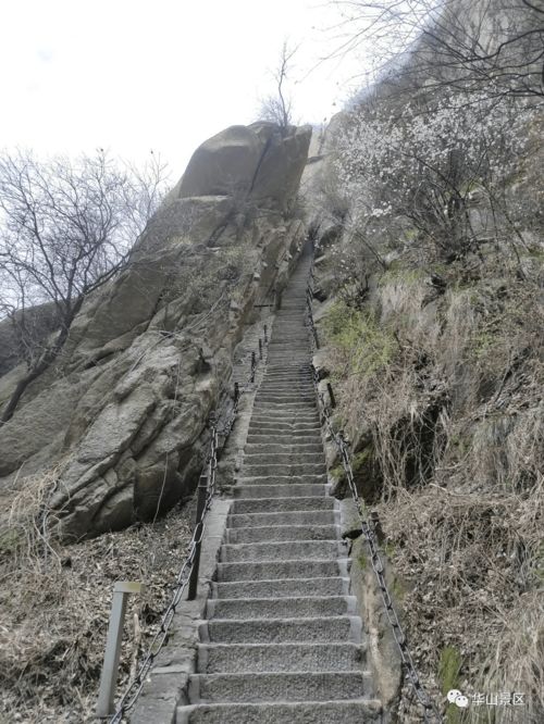 華山絕壁現(xiàn)功夫羊如履平地