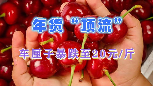 車?yán)遄觾r(jià)格跌至每斤15元