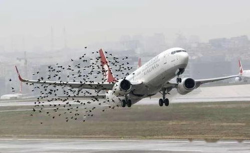韓客機撞鳥后疑有毒氣體進入機體