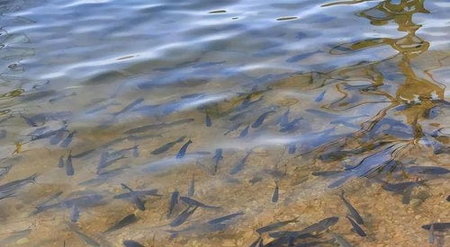 男子釣到56斤鳡魚炫耀繞城5小時