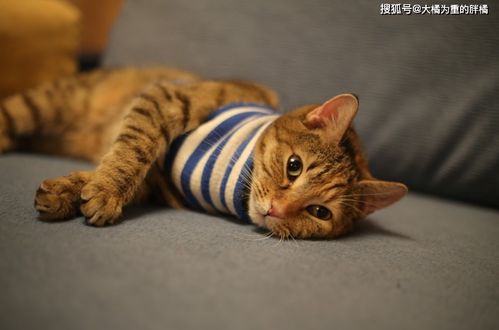 丁克的李健與絕育貓的溫馨時光