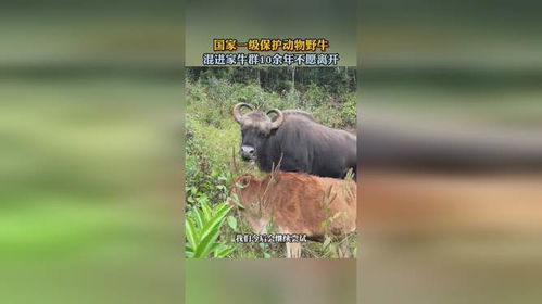 野牛混入家牛群十余年，難以驅(qū)散