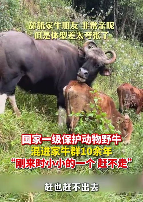 野?；烊爰遗Ｈ菏嗄?，難以驅(qū)散