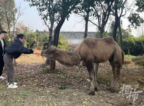 杭州一高架橋下拴了只駱駝