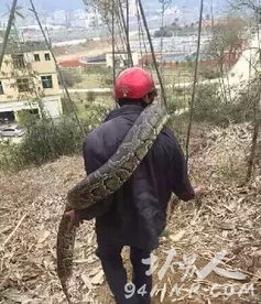 猛蛇過江第三次野外發(fā)現(xiàn)遺骸