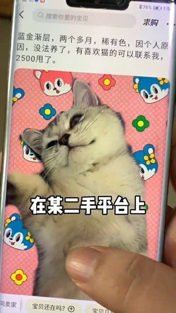小貓突然出現(xiàn)按下辭職報(bào)告發(fā)送鍵