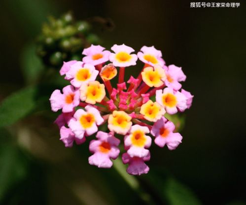 星座今日運勢紫薇