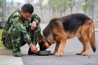 云南警犬連續(xù)4周被基地通報