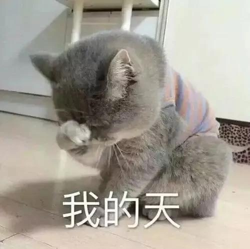 你吸的不是貓，而是正能量