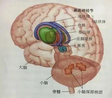 淚點(diǎn)低可能是大腦神經(jīng)太發(fā)達(dá)
