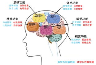 淚點(diǎn)低可能是大腦神經(jīng)太發(fā)達(dá)