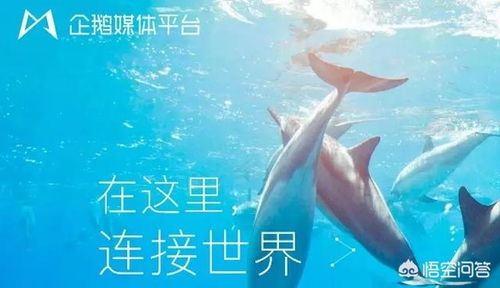 企鵝看廣告賺錢