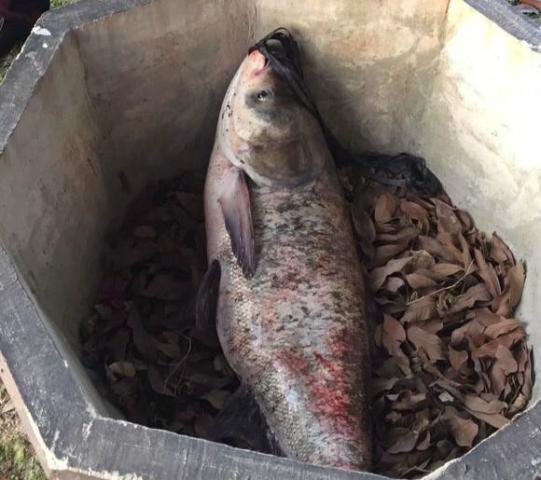 觀音橋死亡錦鯉裝滿三十多個(gè)編織袋
