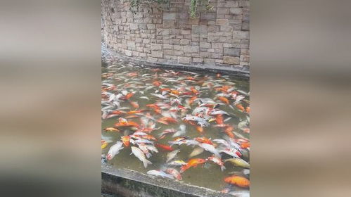 觀音橋死亡錦鯉裝滿三十多個(gè)編織袋