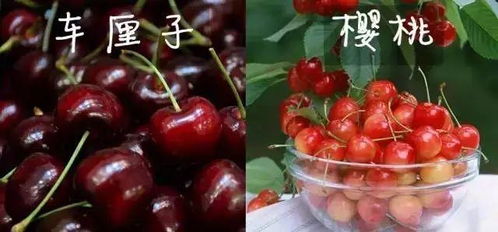 終于把車?yán)遄雍蜋烟腋忝靼琢? title=