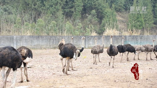 女子與丈夫的鴕鳥之約，養(yǎng)殖100只鴕鳥進行鴕鳥吃播