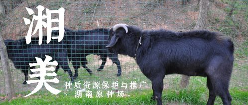 養(yǎng)小山羊攻略游戲怎么玩