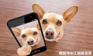 快狗小游戲通過(guò)攻略怎么玩