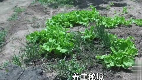 房產(chǎn)達(dá)人怎么除草快