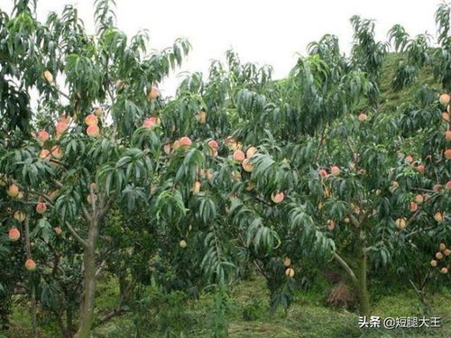 種植什么賺錢項目擺攤好