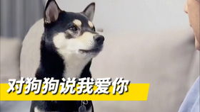 尋找狗游戲攻略圖文版怎么玩