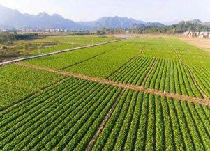 網(wǎng)上種菜賺錢項(xiàng)目叫什么