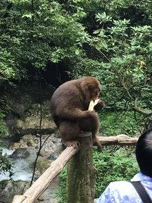 男子在峨眉山邊爬邊堆鴨子