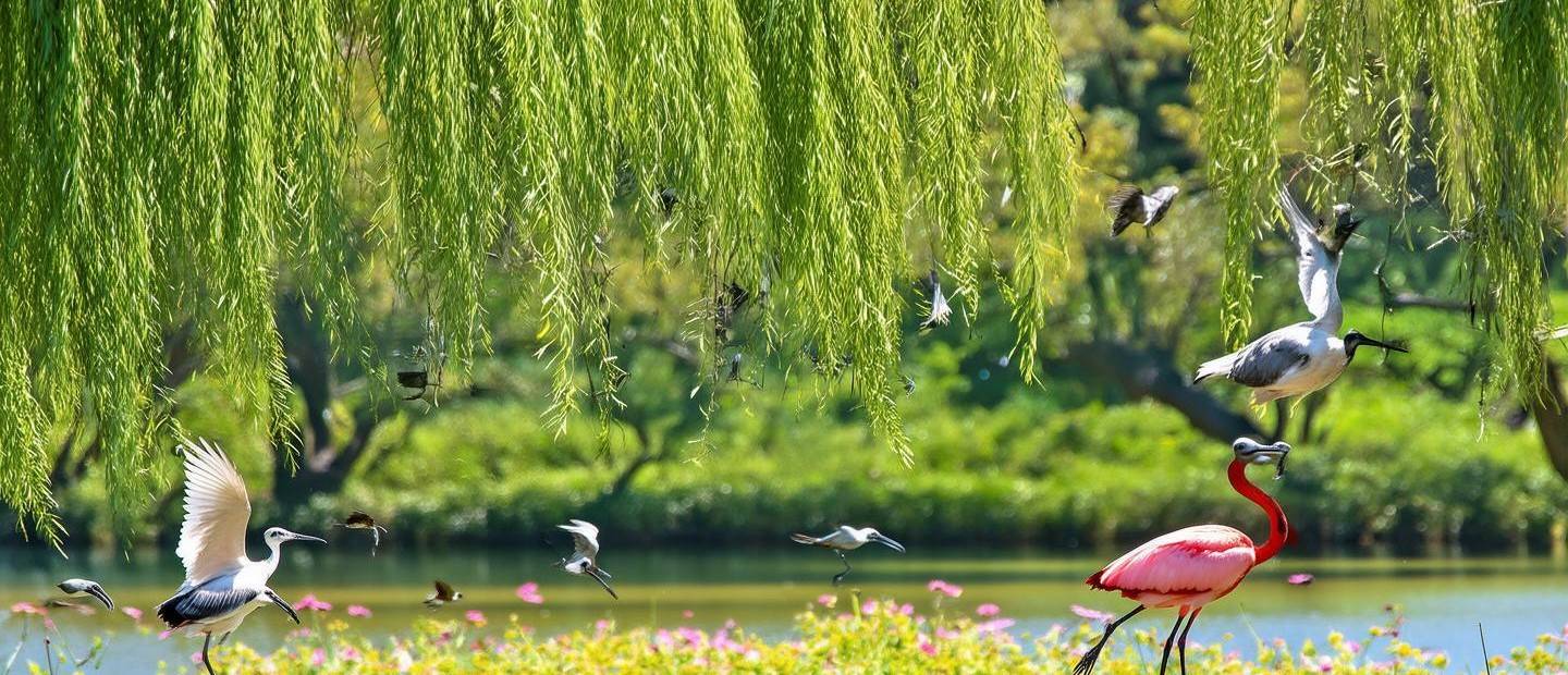 翠湖公園，鳥(niǎo)類的天堂—307種鳥(niǎo)類的觀測(cè)之旅