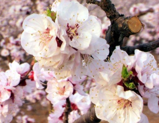 杏花節(jié)搞什么項目好賺錢