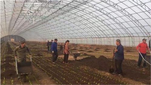 沙地搞什么項(xiàng)目最賺錢呢