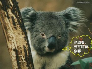 教動物打游戲的游戲有哪些