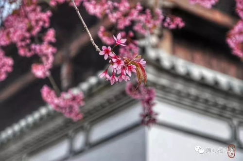 小米手機(jī)櫻花照怎么拍