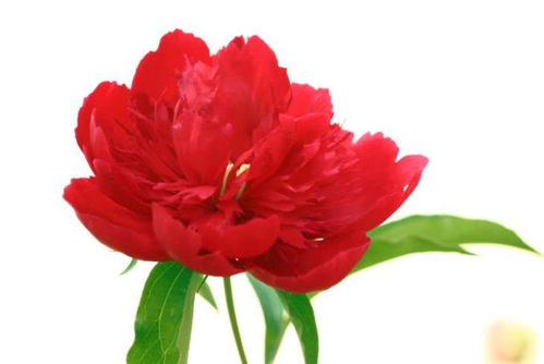 芍藥花怎么養(yǎng)魚攻略游戲