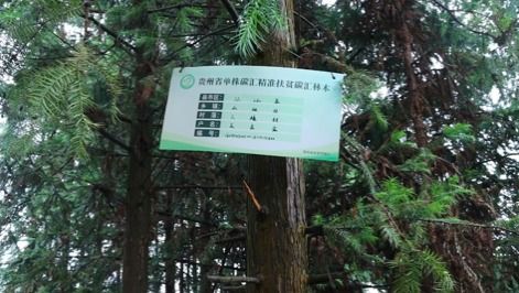 清理樹木做什么項(xiàng)目好賺錢