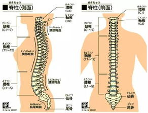 頸椎腰椎是什么星座