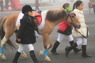 馬術(shù)幼兒游戲有哪些