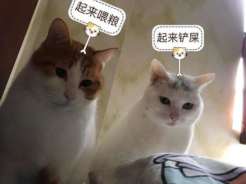 花怎么養(yǎng)貓攻略游戲名字