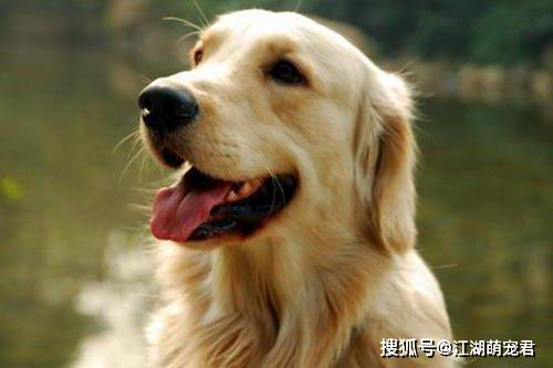 星座養(yǎng)什么寵物才好