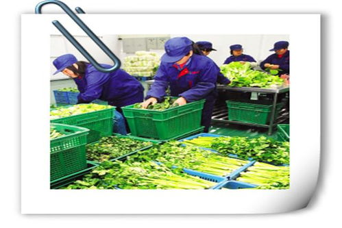 賣菜什么項目好做賺錢呢