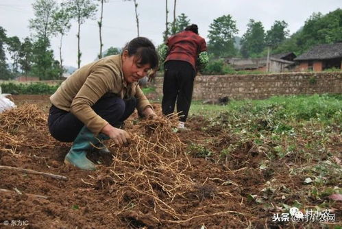 種植什么項目賺錢快