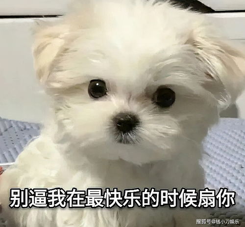洗臉吧都做什么項目賺錢