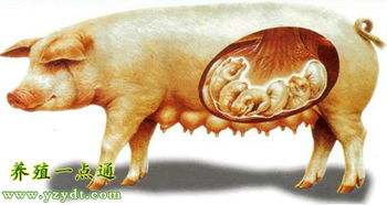 母豬的是什么星座