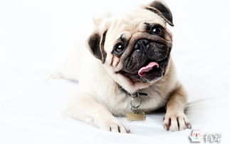 八哥犬怎么養(yǎng)貓攻略游戲