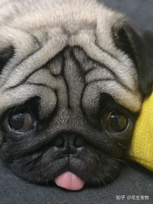 八哥犬怎么養(yǎng)貓攻略游戲