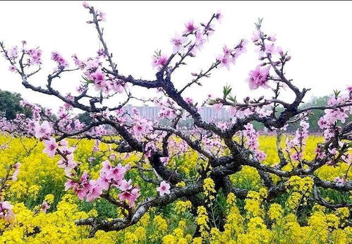 丙午身弱運(yùn)勢(shì)如何（丙午日柱身弱女命）