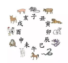 最近生肖運勢如何（最近生肖運勢如何看）