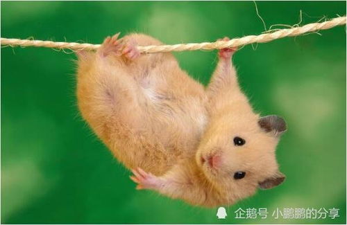 屬鼠人一生的運(yùn)勢如何（屬鼠的人一生的運(yùn)勢都在這里了）